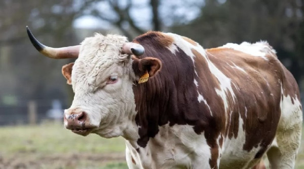 Известный генеральный директор Рауль Пал утверждает, что биткоин переживает бычий рынок на сумму 8 триллионов долларов!