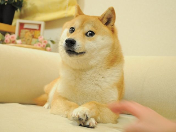 Режиссер «47 ронинов» осужден за вложение $11 млн Netflix в Dogecoin Режиссер «47 ронинов» осужден за вложение $11 млн Netflix в Dogecoin